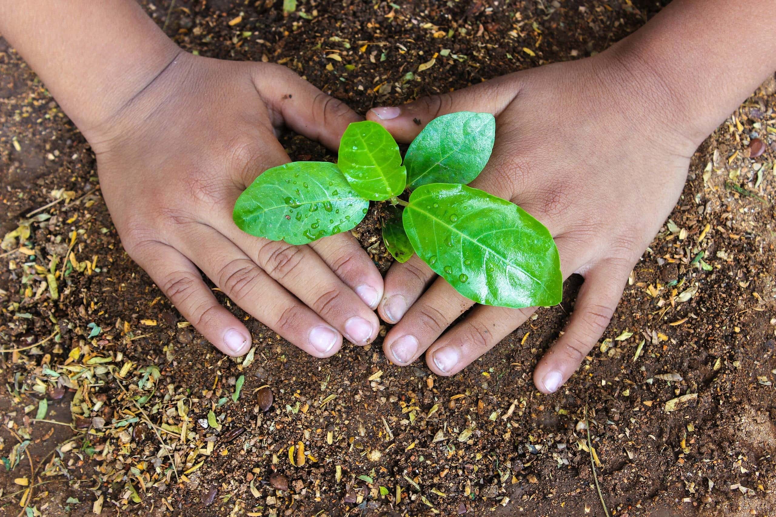 Two hands cupping a young green seedling in soil.